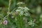 Pimpinella saxifraga flowers on green grass macro