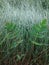 Pimpinella Saxifraga spring leaves. Water drops on the thin wild grass on the background .