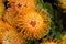 Pin cushion protea flowers close up