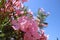 Pin flowers covered with raindrops, Touch of spring