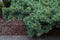 Pin nain de SibÃ©rie.Dwarf siberian pine.Pinus pumila.`Dwarf Blue`.Pinaceae.Origine horticole.Garden origin