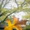 Pin oak fell on the front mirror, backlit, Square photo.