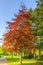 Pin oak, Quercus palustris as a street tree planted in the roadside