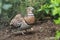 Pin-tailed sandgrouse