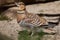 Pin-tailed sandgrouse (Pterocles alchata).