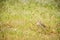 Pin-tailed snipe or pintail snipe, Gallinago stenura, Sri Lanka, Asia. Bird resting on lake shore in grass, exotic bird