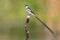 Pin-tailed Whydah