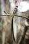 Pin-tailed whydah