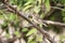 Pin-tailed Whydah - female