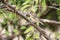 Pin-tailed Whydah ( female )