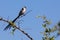 Pin-tailed whydah sitting on a thorny branch