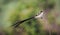 Pin tailed whydah in South Africa