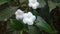 Pin wheel flower or crape jasmine