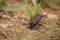 A pinacate beetle defends itself by lifting its rear and secreting a repulsive odor.