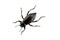 Pinacate Beetle of Genus Eleodes