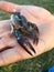 Pincers of a red swamp crayfish (Procambarus clarkii) with red points