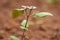 Pinching flowers. Pinching or snipping out a part of the new plants growth encourages plants to produce more flowers.