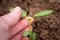 Pinching or snipping out a part of the new plants growth encourages plants to produce more branches, therefore more flowers.