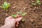 Pinching or snipping out a part of the new plants growth encourages plants to produce more branches, therefore more flowers.