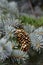 Pincone hanging on the fir tree branch