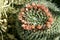 Pincushion Cactus in Arizona in Bloom