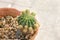 Pincushion Cactus at shallow depth