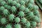 Pincushion euphorbia cactus from South Africa.