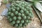 Pincushion euphorbia cactus from South Africa.