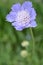 Pincushion-flower close up