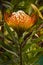 Pincushion Leucospermum cordifolium