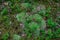 Pincushion moss Leucobryum glaucum grows at the rocks