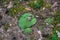 Pincushion moss Leucobryum glaucum grows at the rocks