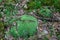 Pincushion moss Leucobryum glaucum grows at the rocks