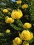 Pincushion Protea