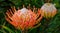 Pincushion protea