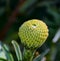 Pincushion Protea Bud