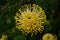 Pincushion Protea, Kirstenbosch Botanical Garden, Cape Town, South Africa