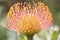 Pincushion Protea (Leucospermum) flower