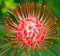 PIncushion protea pink and orange