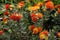 Pincushions flowers Kirstenbosch Botanical Gardens Cape Town South Africa