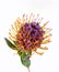 Pincushions protea