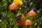 Pincusion (Leucospermum cordifolium) (0618)