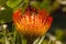 Pincusion Leucospermum cordifolium