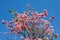 Pind tecoma, Pink trumpet tree, Rosy trumpet-tree (Tabebuia rose