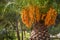 Pindo jelly palm butia capitata yellow fruits hanging from a tree