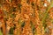 Pindo jelly palm tree butia capitata yellow fruits, closeup detail