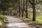 Pine alley along the path, Park