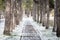 Pine alley covered with snow