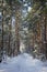 Pine alley in snow winter forest