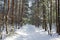 Pine alley in winter forest